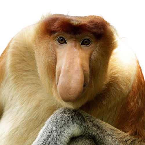 Tenguzaru Monkey mascot